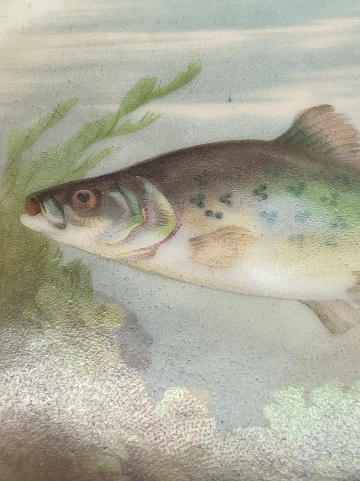 Mignon Z. S. & C. Co. of Bavaria Fish Plate Set